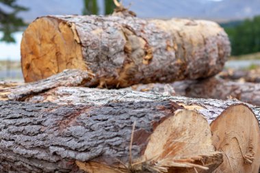 Odun yığınları. Kış için yakacak odun hazırlıyorum. Odun yığını. Odun arka planı..