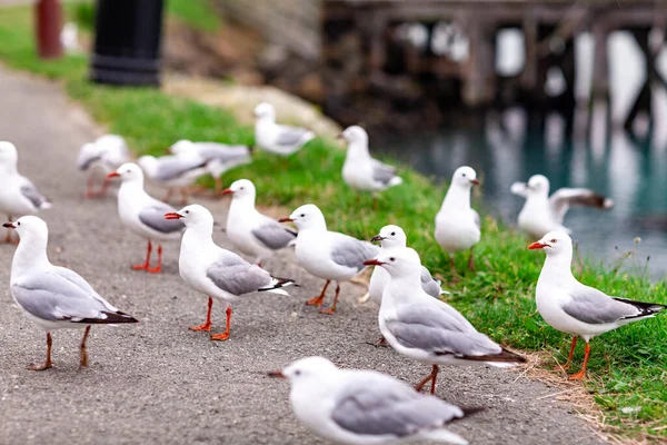 The common gull (mew gull) is a medium-sized gull that breeds in northern Asia, northern Europe, and northwestern North America.