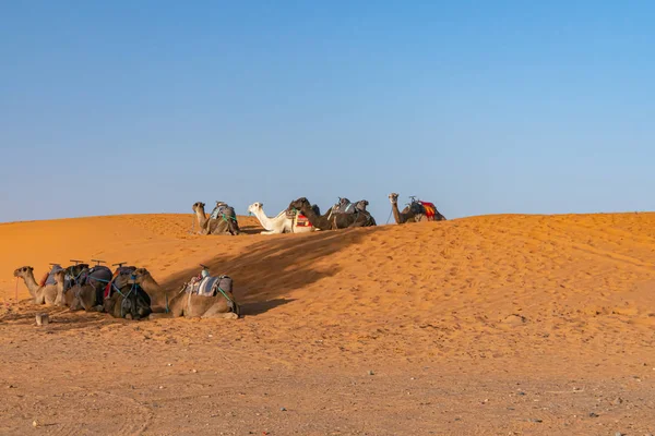 Sahra Çölü 'nde insanlar ve develer. Fas — Stok fotoğraf