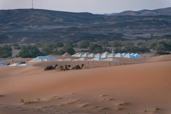 Sahra Çölü 'nde dinlenen develer. Fas — Stok fotoğraf
