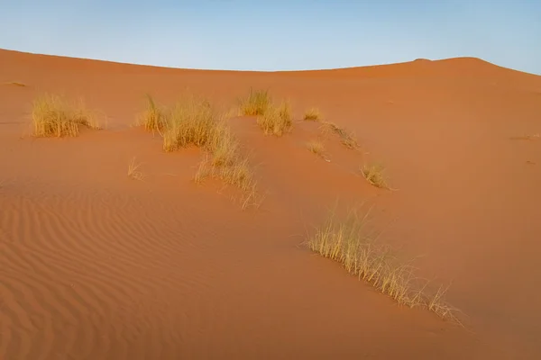 Vegetation in the Sahara desert. Morocco — Stock Photo, Image