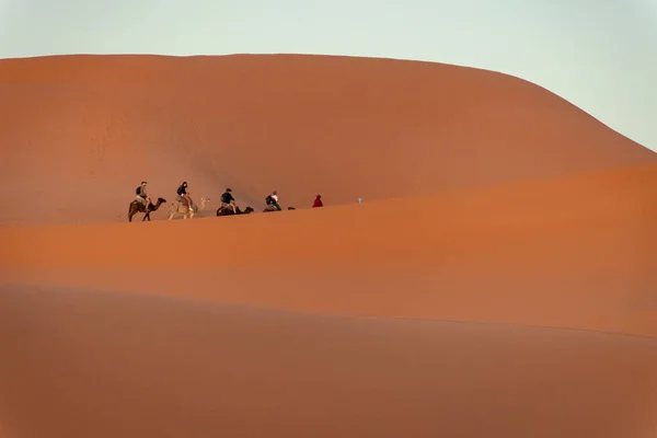 Camel caravan in the Sahara desert. Morocco — Stock Photo, Image