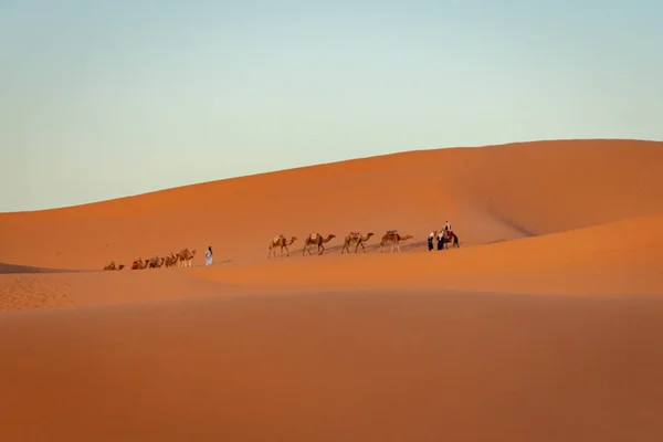 Sahra Çölü 'ndeki deve kervanı. Fas — Stok fotoğraf