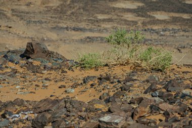 Fas 'taki Sahra Çölü Atlası' ndaki tipik çöl manzarası.