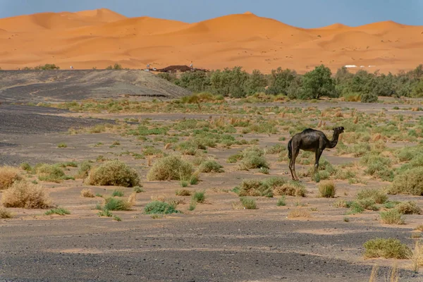 Fas çölünde vahşi bir devedir. — Stok fotoğraf