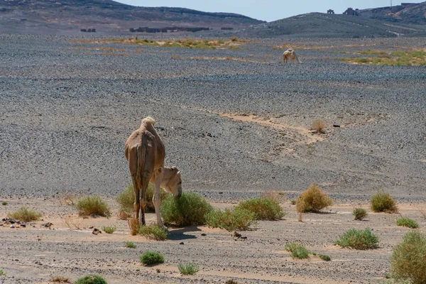 Wielbłąd, dziki dromedar na pustyni Maroka — Zdjęcie stockowe