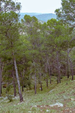 Murcia 'daki Ricote Vadisi' ndeki çam ormanı. İspanya