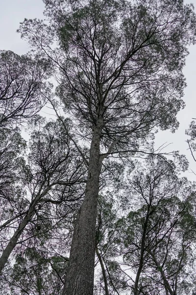 Pinos gigantes en el Valle de Ricote en Murcia. España — Foto de Stock