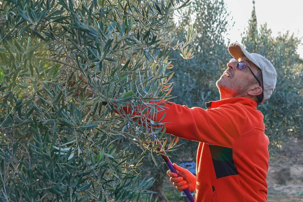 Man picking olives from the olive tree