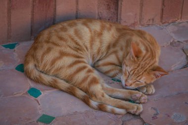Güzel kedi huzur içinde uyuyor.