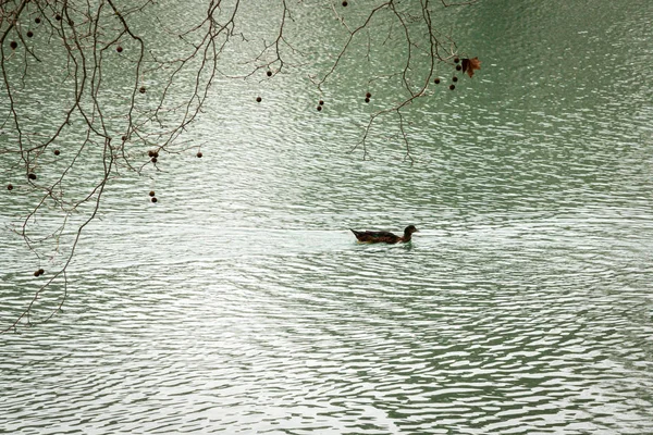 Pato a nadar na Albufera da Anna. Valência. Espanha — Fotografia de Stock