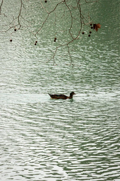 Pato a nadar na Albufera da Anna. Valência. Espanha — Fotografia de Stock