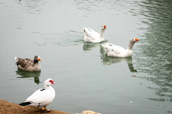 Quatro patos a nadar na Albufera da Anna. Valência. Espanha — Fotografia de Stock