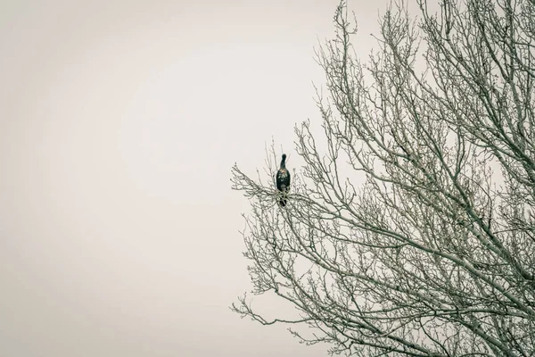 Gray heron in a treetop in winter — Stock Photo, Image