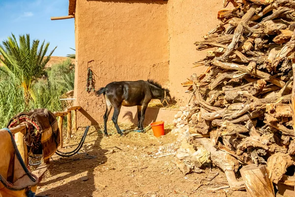 Γάιδαρος στο Ksar του Ait Ben Haddou. Μαρόκο. — Φωτογραφία Αρχείου