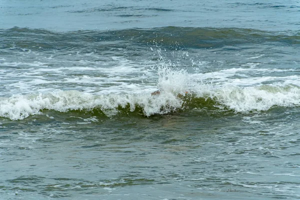 Alicante 'de bir sahilde sörf. İspanya