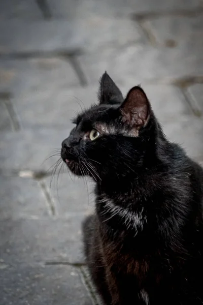 Wspaniały Czarny Kot Patrząc Profil — Zdjęcie stockowe