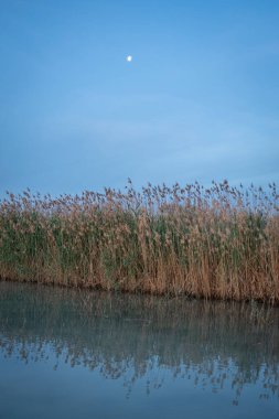 İspanya. El Hondo de Elche doğal parkında gün doğumu. Alicante