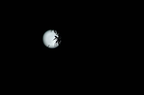 Essensreste Auf Dem Mond Einer Schwarzen Nacht — Stockfoto