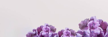 Çeşitli renkli ortanca çiçekleri