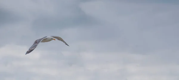 Gabbiano Che Vola Cielo Blu — Foto Stock