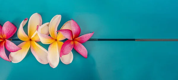 Plumeria ya da Plumaria çiçekleri mavi arkaplan