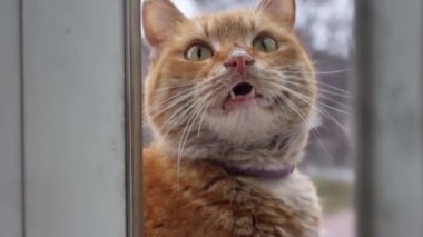 Kırmızı kedi miyavlıyor yemek için yalvarıyor.