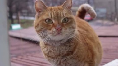 Kırmızı kedi miyavlıyor yemek için yalvarıyor.