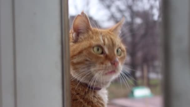 Gato Rojo Maulla Suplicando Comer — Vídeo de stock