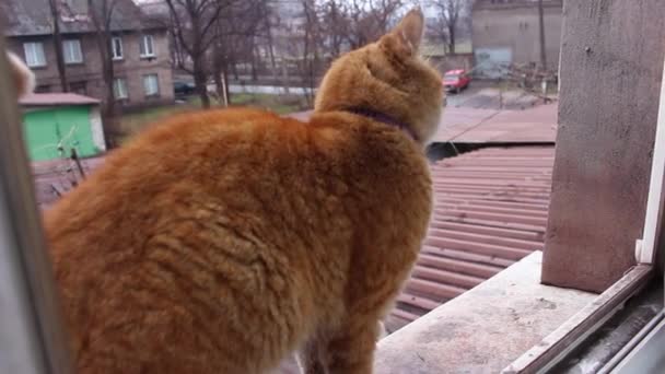 Chat Rouge Envahi Territoire Autre Chat Rouge Une Patte Visage — Video