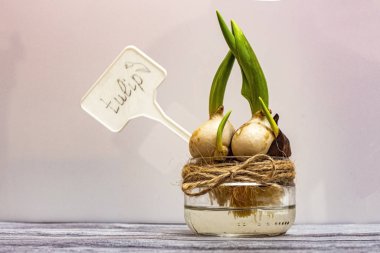 Lale ampulü cam bir su kavanozunda filizlenir ve üzerinde 