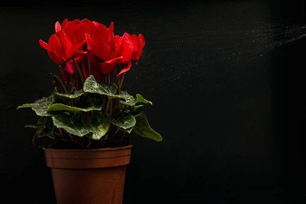 Red Cyclamen Flower Black Background Sprayed Water — Stock Photo, Image