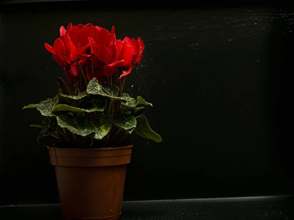 Red Cyclamen Flower Black Background Sprayed Water — Stock Photo, Image