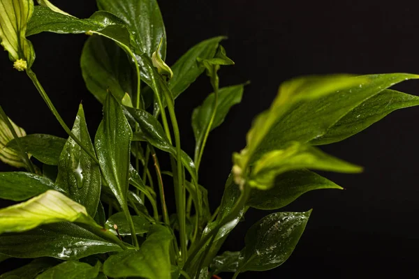 Siyah arkaplandaki Spatphyllum çiçeğine su püskürtülür..