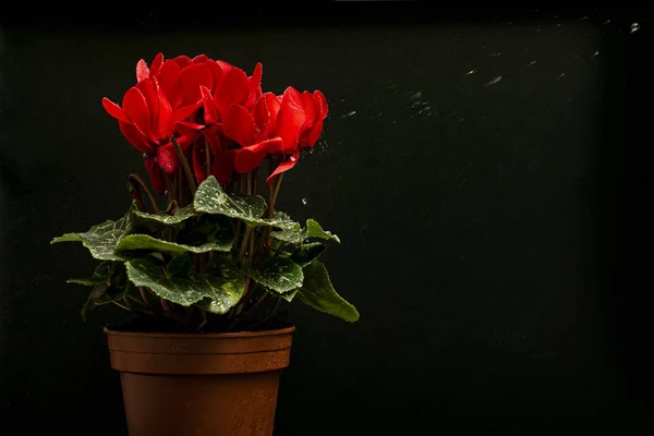 Red Cyclamen Flower Black Background Sprayed Water — Stock Photo, Image