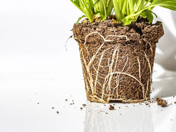 Yerdeki çiçeğin kök sistemi.