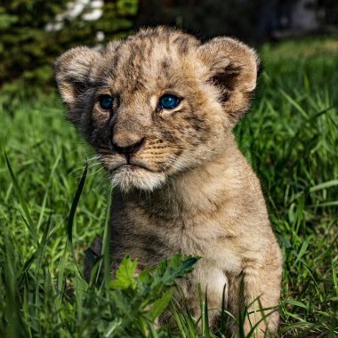 Vahşi doğada mavi gözlü küçük aslan yavrusu