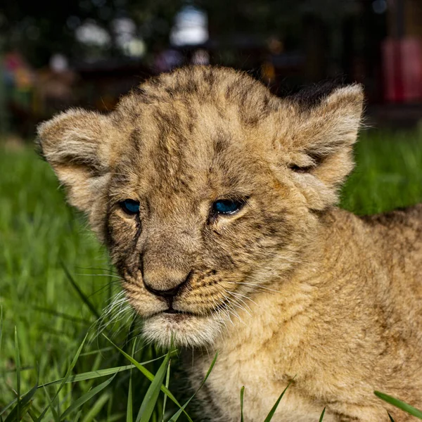 Little lion cub with blue eyes in the wild