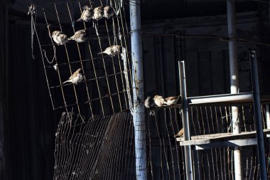 Serçeler bir ızgarada oturur ilkbahar güneşinin tadını çıkarırlar.