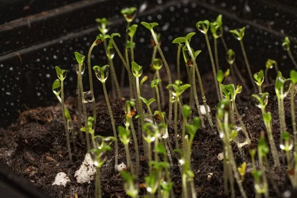 Preparándonos Para Primavera Cultivamos Una Flor Petunia Plántulas Pequeñas Con — Foto de Stock