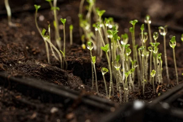 Bahara hazırlanırken, bir Petunya çiçeği yetiştiriyoruz. İçinde su damlaları olan küçük fideler..