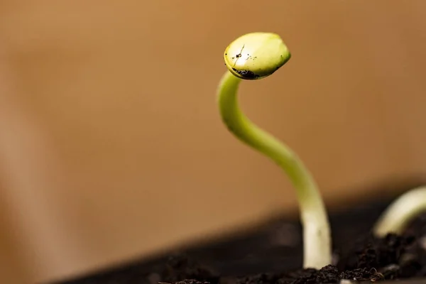 土壌中に発芽した野菜の骨髄の若い芽 — ストック写真
