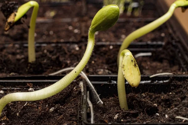 Toprakta filizlenen bir sebze iliğinden küçük bir filiz.