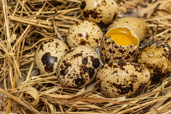 Quail eggs in a nest of hay on a white background. Isolate.