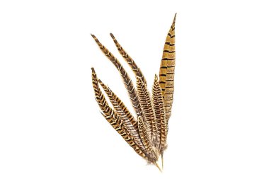 Beyaz arka planda sülün kuyruğu tüyü. İzole et