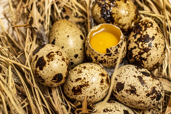 Kırık yumurta ve görülebilir sarısı ile kuru otlardan bir gnid bıldırcın yumurtası..