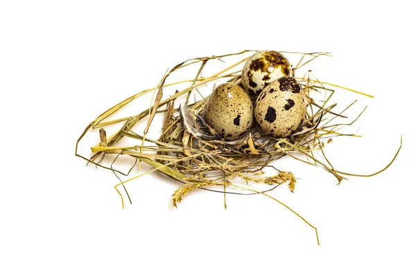 白い背景に藁の巣の中で卵をウズラ — ストック写真