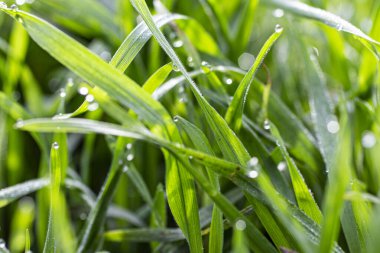 Baharın başında çimlerin üzerinde çiy taneleri.