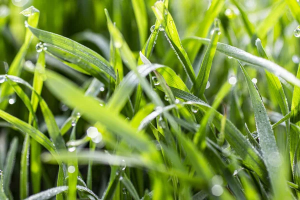 Baharın başında çimlerin üzerinde çiy taneleri.