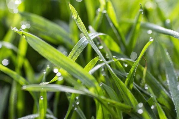 Baharın başında çimlerin üzerinde çiy taneleri.